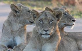 Lions of the Kruger National Park