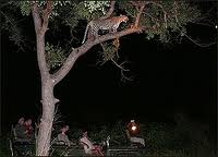 Leopard of the Kruger National Park