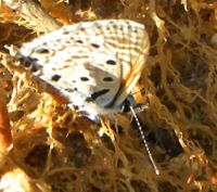 The butterfly life is amazing in summer!