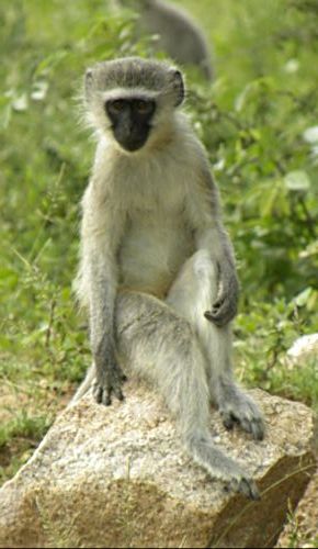 Vervet Monkey