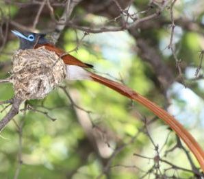 Paradise Fly-Catcher