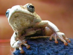 tree-frog
