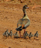 Self Catering Chalets for the family