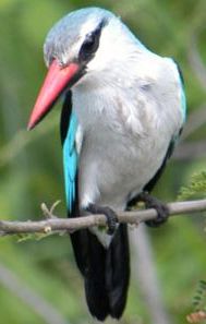 Birdlife: Woodlands kingfisher